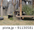 じゃれ合うパンダたち 91130581