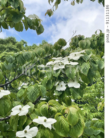 満開のやまぼうしと空 91131186