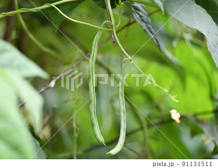 露地栽培のインゲンマメ（隠元豆） 91131511