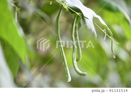 露地栽培のインゲンマメ（隠元豆） 91131514