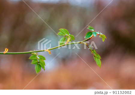 one branch with green leaves in the forest 91132002