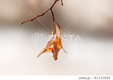 one branch with brown autumn leaves in the forest one branch with brown autumn leaves in the forest 91132004