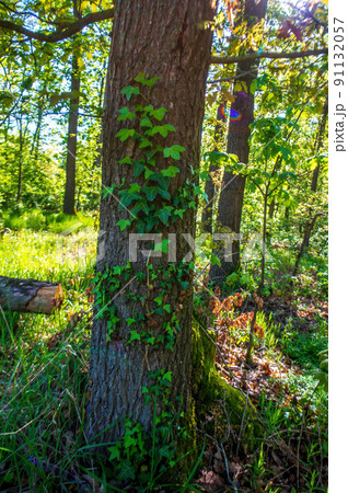one branch with green ivy leaves in the forest one branch with green ivy leaves in the forest 91132057