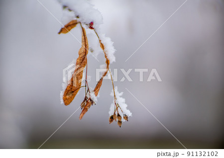 one branch with frozen brown autumn leaves in the forest one branch with frozen brown autumn leaves in the forest 91132102