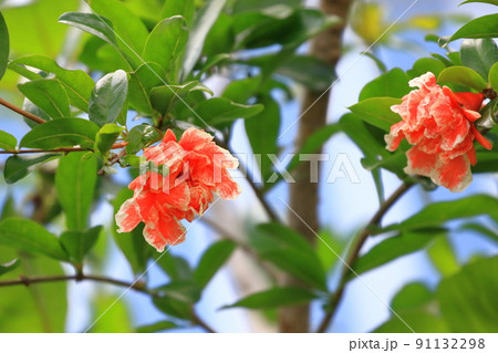 オレンジ色のザクロの花 オレンジ色のザクロの花 91132298