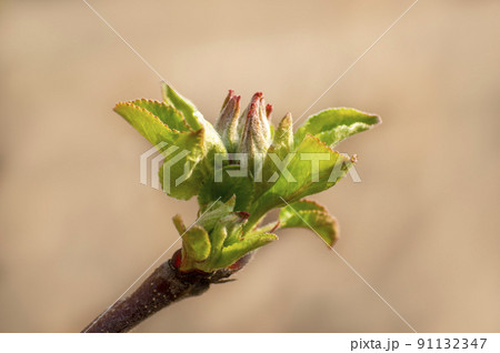 many fresh buds on a apple branch many fresh buds on a apple branch 91132347