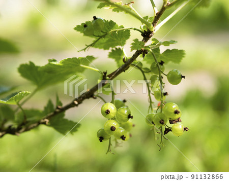 Green unripe Redcurrant berries in early summer. Red currant branch 91132866