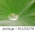 蓮の葉っぱに出来た水たまり 91133276