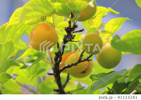 黄色く色づいた梅の実　 91133281