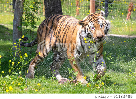 Soaked Amour tiger in the grass, cooling down or playing 91133489