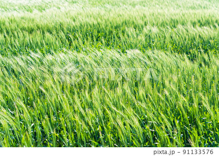 風に揺れる麦畑 風に揺れる麦畑 91133576
