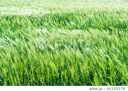風に揺れる麦畑 風に揺れる麦畑 91133579
