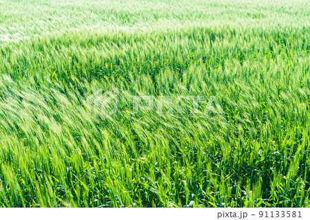 風に揺れる麦畑 風に揺れる麦畑 91133581