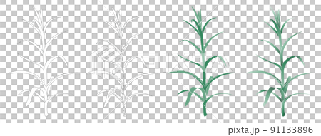 Carnation seedling type 1 Carnation seedling type 1 91133896