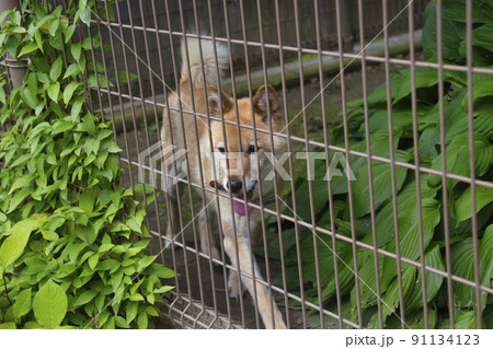 川上犬　さくら　小諸市動物園　長野県小諸市 91134123