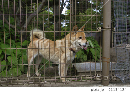 川上犬　さくら　小諸市動物園　長野県小諸市 91134124