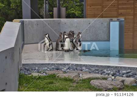 新しいペンギン舎とフンボルトペンギン　小諸市動物園　長野県小諸市 91134126