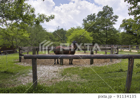 木曽馬の里の木曽馬 開田高原 長野県木曽町 木曽馬の里の木曽馬 開田高原 長野県木曽町 91134135