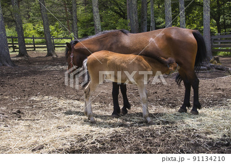 木曽馬の里の木曽馬の親子　開田高原　長野県木曽町 91134210