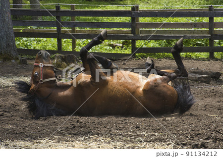 木曽馬の里の木曽馬　開田高原　長野県木曽町 91134212