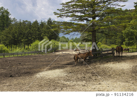 木曽馬の里の木曽馬 開田高原 長野県木曽町 木曽馬の里の木曽馬 開田高原 長野県木曽町 91134216