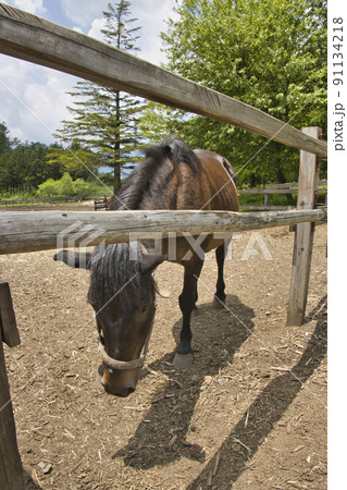 木曽馬の里の木曽馬 開田高原 長野県木曽町 木曽馬の里の木曽馬 開田高原 長野県木曽町 91134218