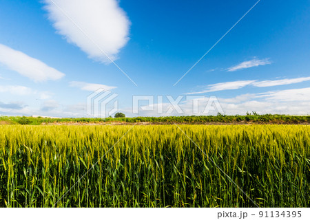 黄金色の麦畑 91134395
