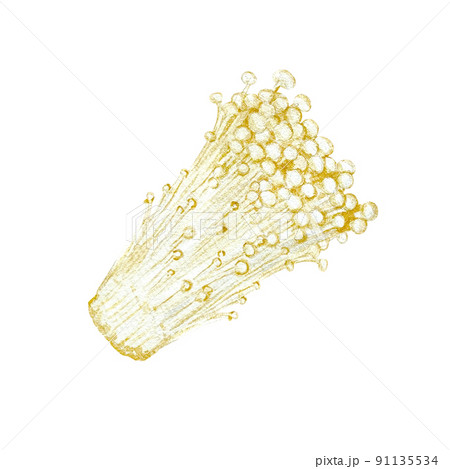 リアルタッチなエノキタケの水彩画 91135534