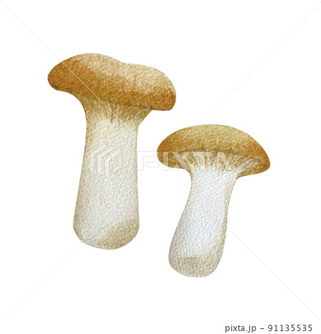 リアルタッチなエリンギの水彩画 リアルタッチなエリンギの水彩画 91135535