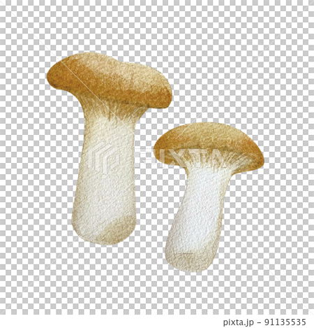 リアルタッチなエリンギの水彩画 リアルタッチなエリンギの水彩画 91135535