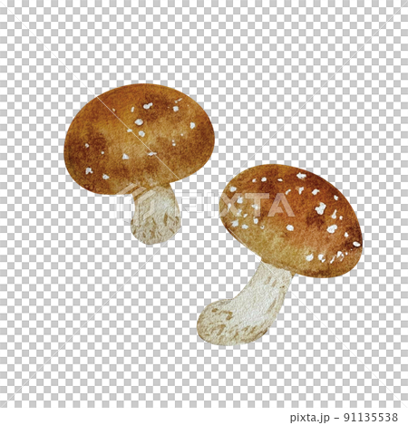 香菇真實觸感水彩畫 91135538