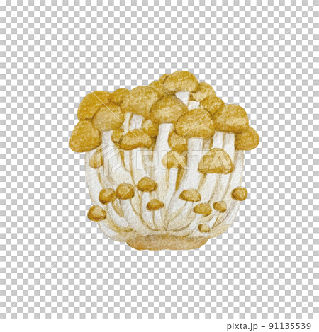 真姬菇水彩畫 91135539