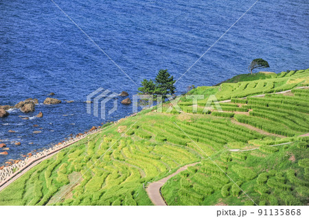 夏の白米千枚田（石川県輪島市） 91135868
