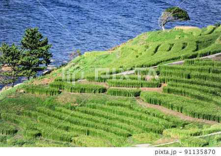 夏の白米千枚田(石川県輪島市) 夏の白米千枚田(石川県輪島市) 91135870