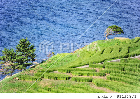 夏の白米千枚田（石川県輪島市） 91135871