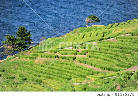 夏の白米千枚田（石川県輪島市） 91135879