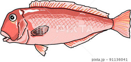 甘鯛(アマダイ)のイラスト 甘鯛(アマダイ)のイラスト 91136041