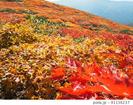 秋の三ツ石山 秋の三ツ石山 91136237