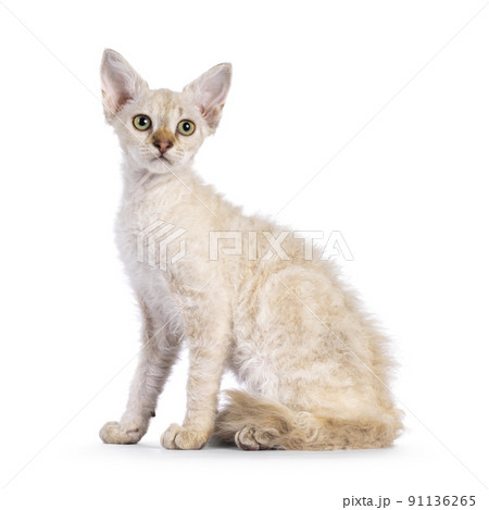LaPerm cat kitten on white background 91136265