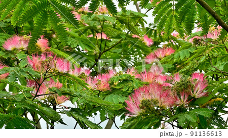 ネムノキの花 91136613