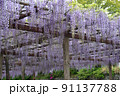 藤棚 91137788