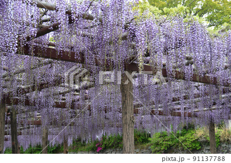 藤棚 藤棚 91137788
