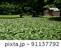 睡蓮の池 91137792