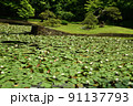 睡蓮の池 91137793