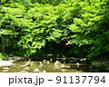 緑陰 91137794