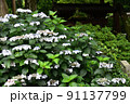額紫陽花（がくあじさい） 91137799