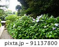 紫陽花 91137800