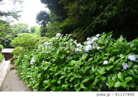紫陽花 紫陽花 91137800