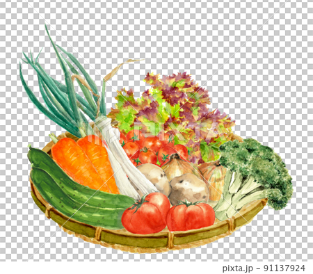 ザルに盛った野菜セット【手描き水彩画】素材 白バックPNG コピースペースあり 91137924