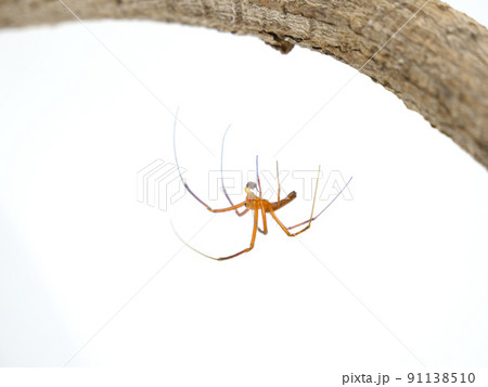 糸を出して枝からぶら下がっているオオジョロウグモの雄	 91138510